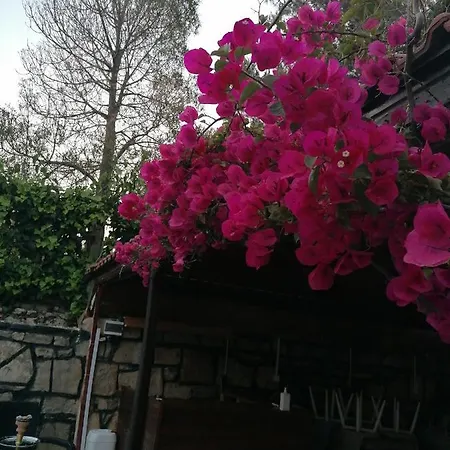 Adalis Boutique * 시데